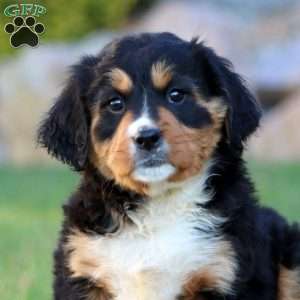 Tonya, Miniature Bernese Mountain Dog Puppy