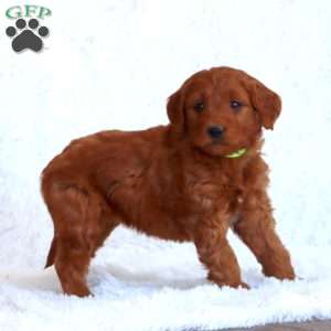 Tonya, Mini Goldendoodle Puppy