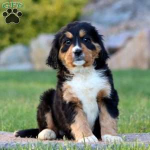 Tonya, Miniature Bernese Mountain Dog Puppy
