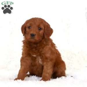 Tonya, Mini Goldendoodle Puppy