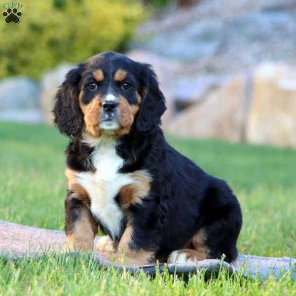 Tootsie, Miniature Bernese Mountain Dog Puppy