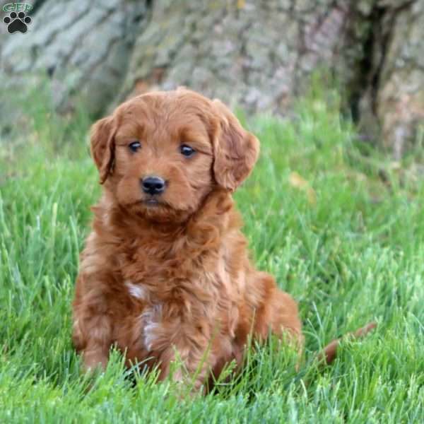 Tootsie, Mini Goldendoodle Puppy