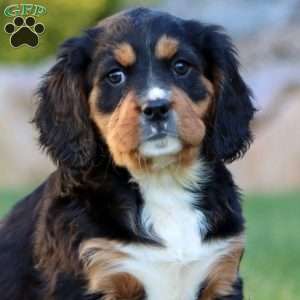 Tootsie, Miniature Bernese Mountain Dog Puppy
