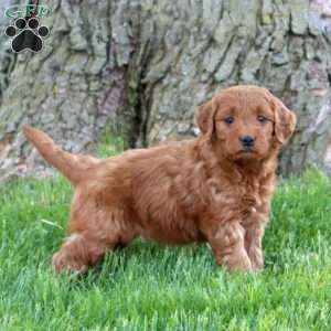 Tootsie, Mini Goldendoodle Puppy
