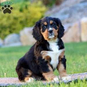 Tootsie, Miniature Bernese Mountain Dog Puppy