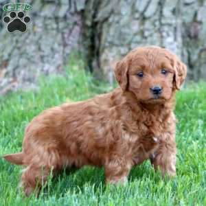 Tootsie, Mini Goldendoodle Puppy