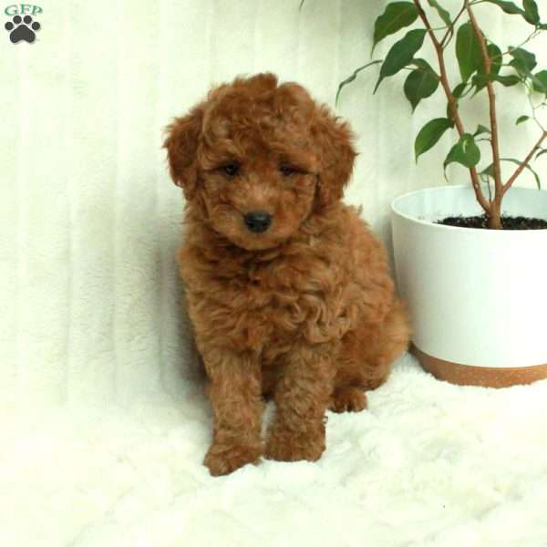Tori, Mini Goldendoodle Puppy