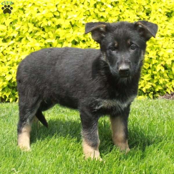 Tori, German Shepherd Puppy