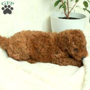 Tori, Mini Goldendoodle Puppy