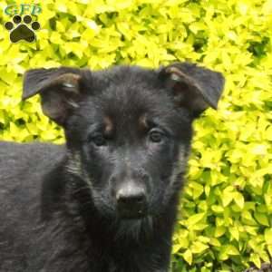 Tori, German Shepherd Puppy
