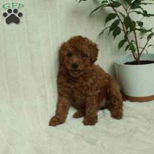 Tori, Mini Goldendoodle Puppy