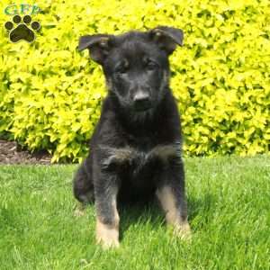 Tori, German Shepherd Puppy