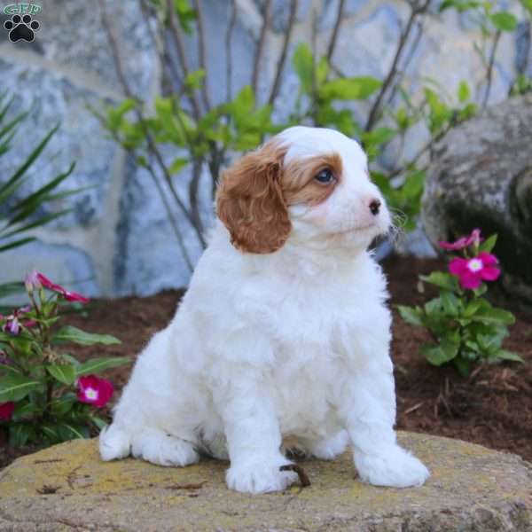 Trek, Cavapoo Puppy