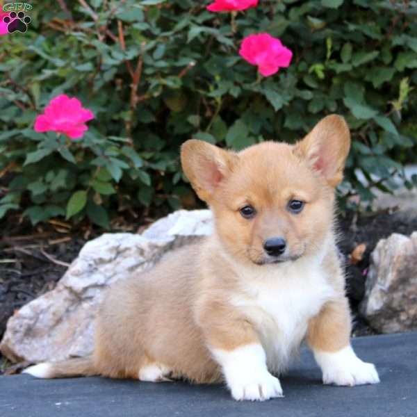 Trek, Pembroke Welsh Corgi Puppy