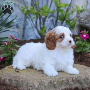 Trek, Cavapoo Puppy
