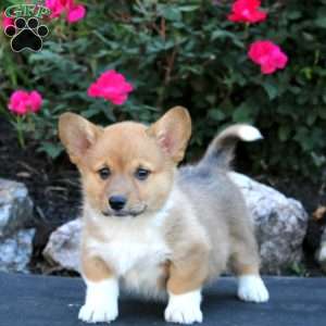 Trek, Pembroke Welsh Corgi Puppy