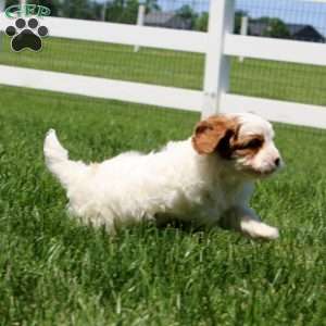 Trek, Cavapoo Puppy