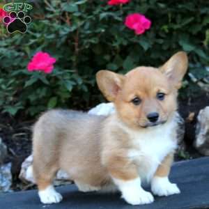 Trek, Pembroke Welsh Corgi Puppy