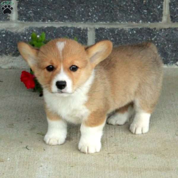 Trent, Pembroke Welsh Corgi Puppy