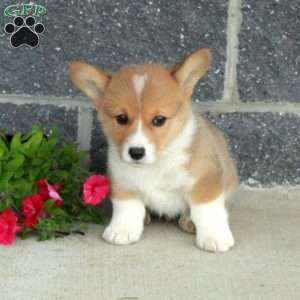 Trent, Pembroke Welsh Corgi Puppy