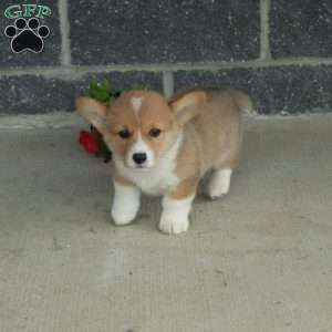 Trent, Pembroke Welsh Corgi Puppy
