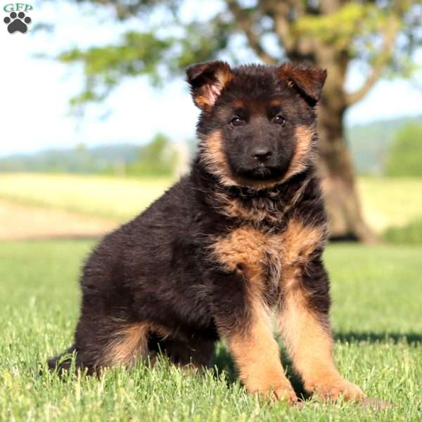 Trent, German Shepherd Puppy