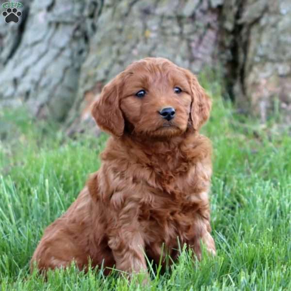 Trent, Mini Goldendoodle Puppy