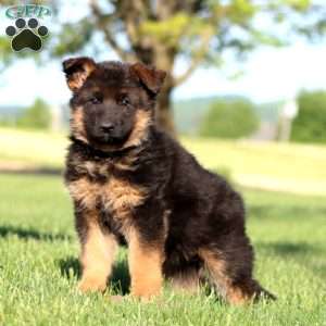 Trent, German Shepherd Puppy