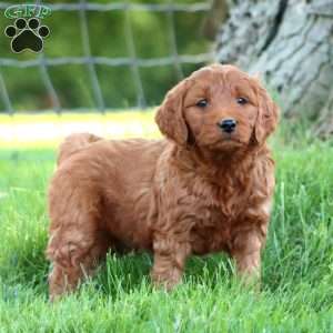Trent, Mini Goldendoodle Puppy