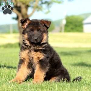 Trent, German Shepherd Puppy