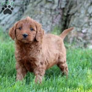 Trent, Mini Goldendoodle Puppy