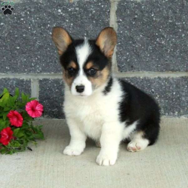 Trina, Pembroke Welsh Corgi Puppy