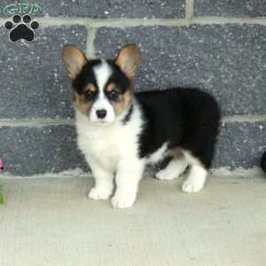 Trina, Pembroke Welsh Corgi Puppy