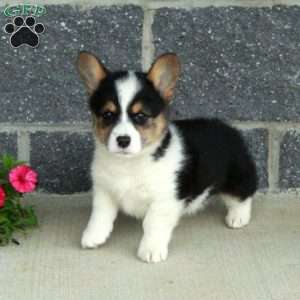 Trina, Pembroke Welsh Corgi Puppy