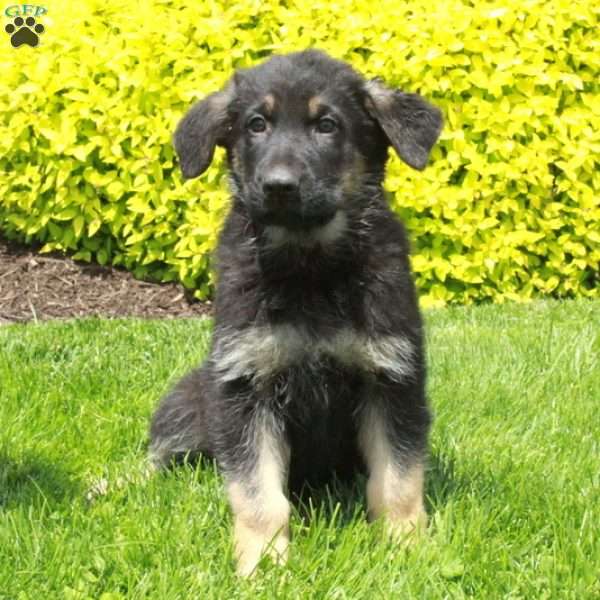 Trinity, German Shepherd Puppy