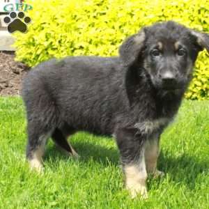 Trinity, German Shepherd Puppy