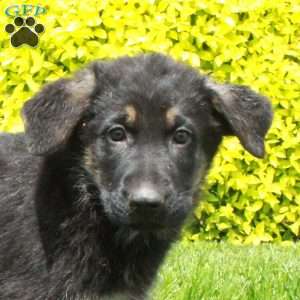 Trinity, German Shepherd Puppy
