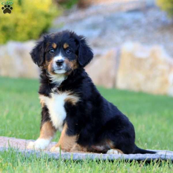 Trish, Miniature Bernese Mountain Dog Puppy