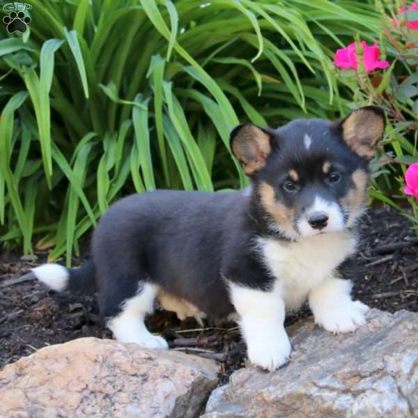 Trish, Pembroke Welsh Corgi Puppy