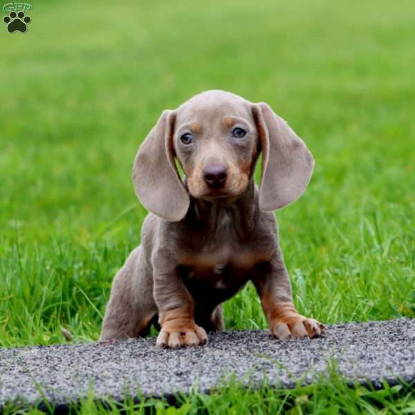 Trish – Mini, Dachshund Puppy