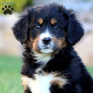 Trish, Miniature Bernese Mountain Dog Puppy
