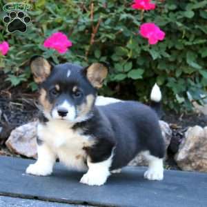 Trish, Pembroke Welsh Corgi Puppy
