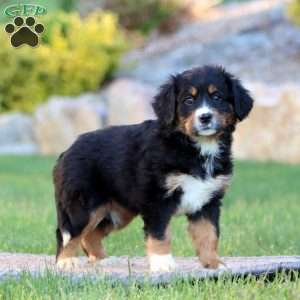 Trish, Miniature Bernese Mountain Dog Puppy