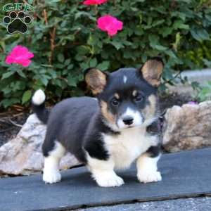 Trish, Pembroke Welsh Corgi Puppy