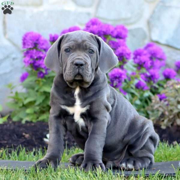 Tristan, Cane Corso Puppy