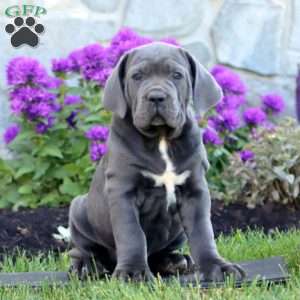Tristan, Cane Corso Puppy