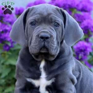 Tristan, Cane Corso Puppy