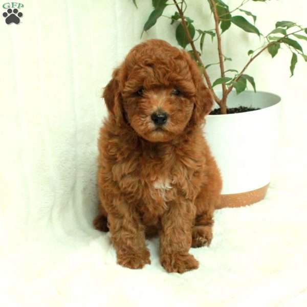 Trixie, Mini Goldendoodle Puppy