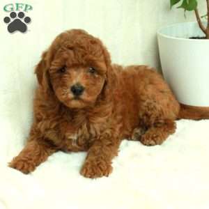 Trixie, Mini Goldendoodle Puppy