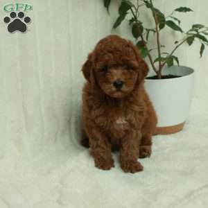 Trixie, Mini Goldendoodle Puppy